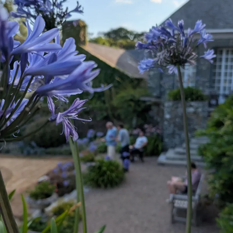 Purple agapanthus flowers in a courtyard garden beside a stone building, with blurred people rehearsing in the background.